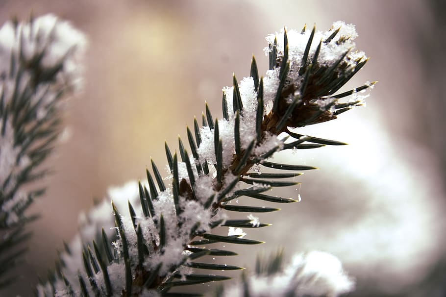 christmas, xmas, tree, spruce, fir, winter, snow, ice, cold HD wallpaper