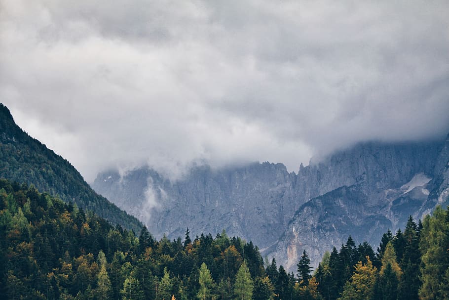 pine trees field under white cloudy sky, mountain, cloud - sky HD wallpaper