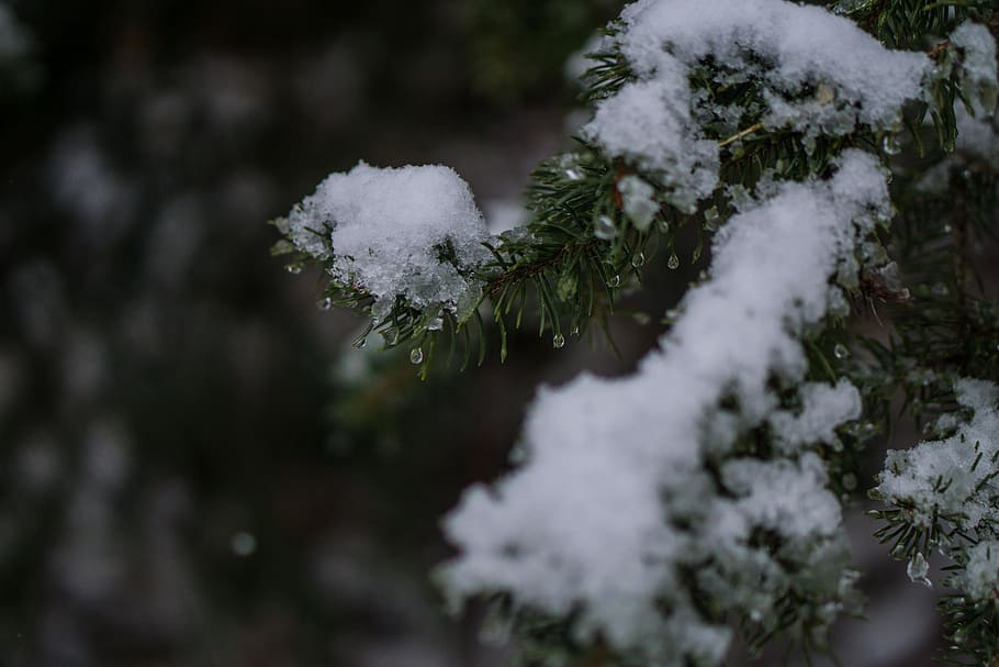 tree, snow, winter, cold temperature, plant, white color, beauty in nature HD wallpaper