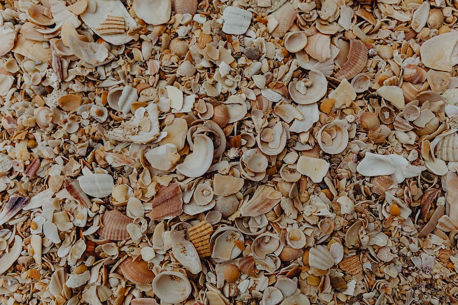 Sea shells on the beach, Algarve, Portugal, summer, background, HD wallpaper