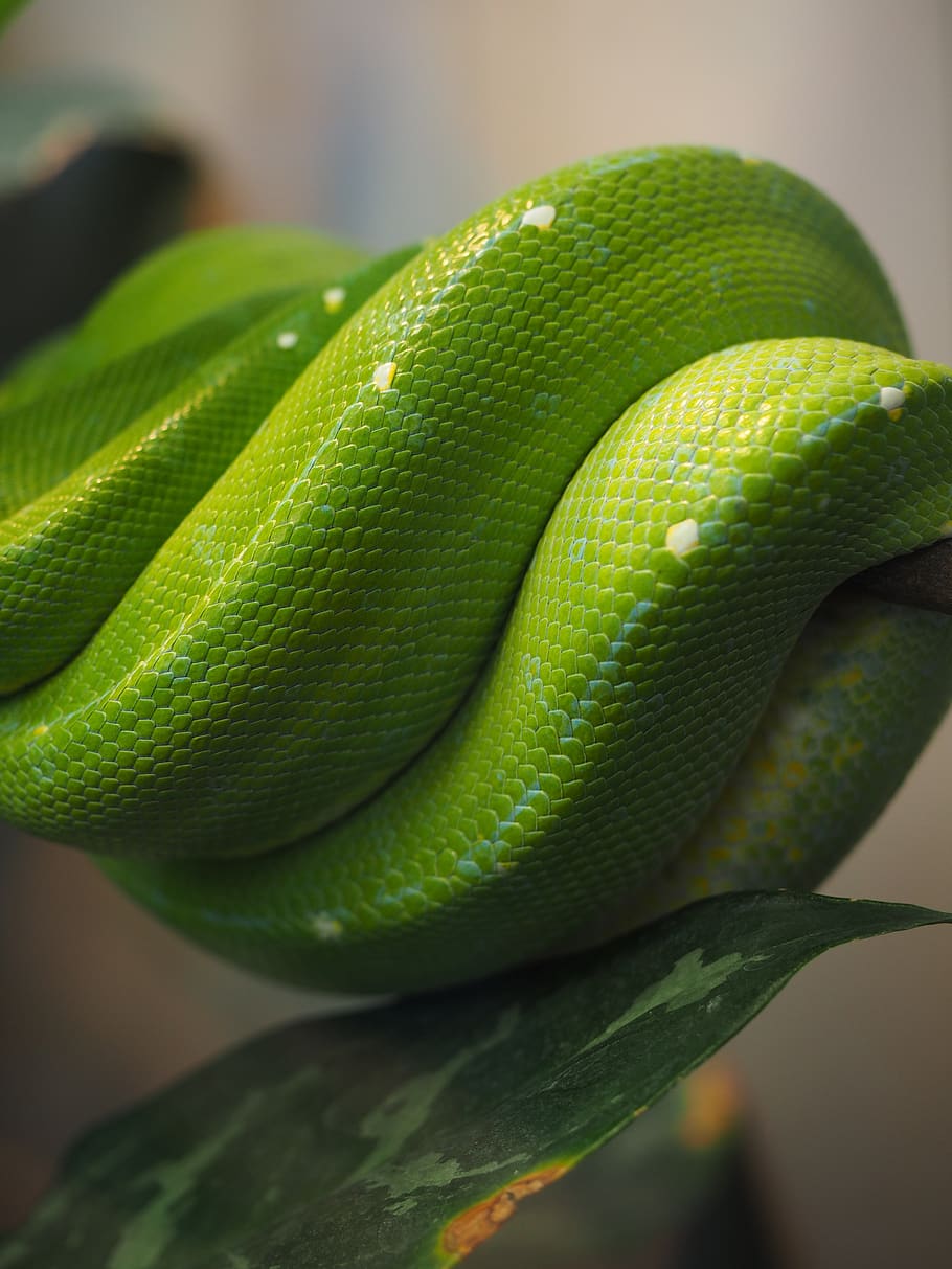 python, green, snake skin, wound, green tree python, morelia viridis