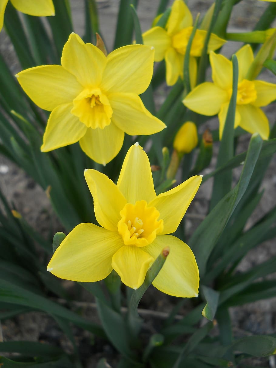 flower, yellow, spring, macro, garden, flora, petals, flowering plant HD wallpaper