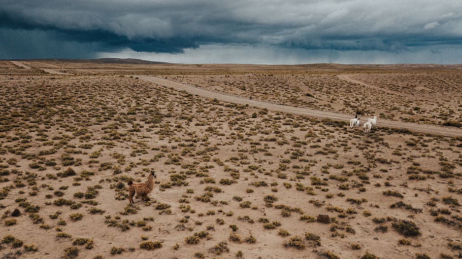 donkey on desert, soil, ground, bolivia, nature, outdoors, land HD wallpaper