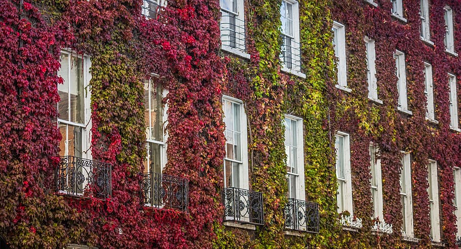 ireland, dublin, plant, architecture, built structure, window HD wallpaper