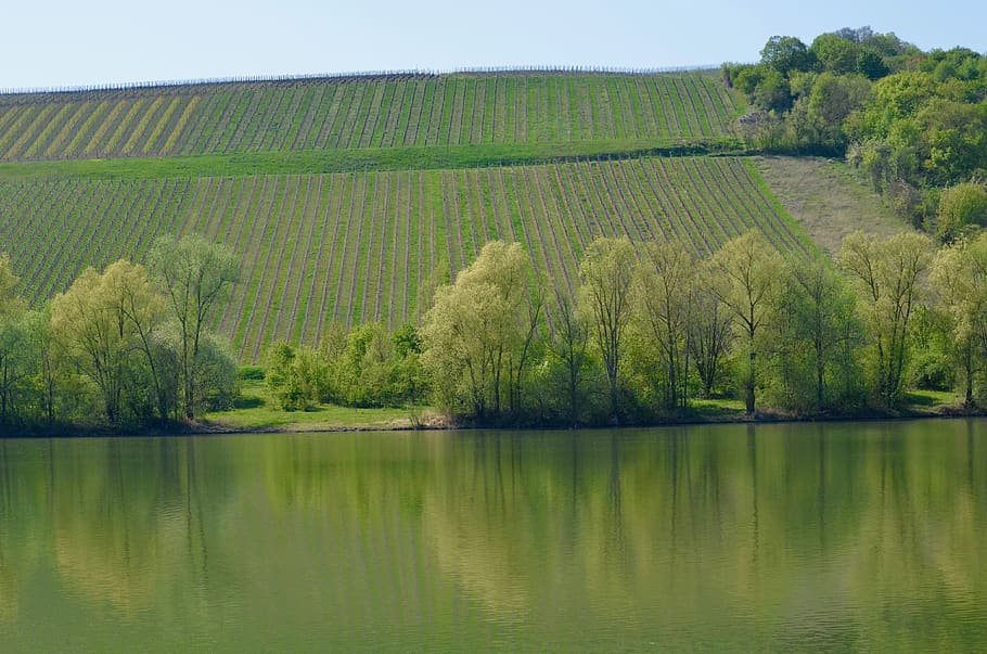 river, main, water, landscape, winegrowing, vineyard, river floodplain HD wallpaper