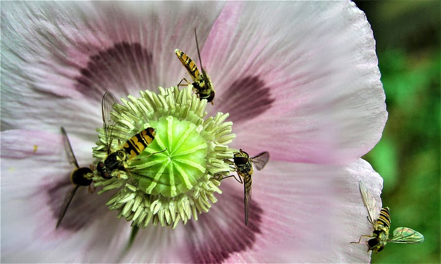 hoverfly, insect, flower, poppy, pollen, flowering plant, beauty in nature HD wallpaper