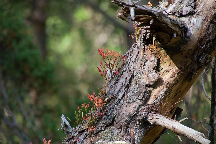 tree, stump, fallen, new, life, forest, nature, outdoors, wood HD wallpaper
