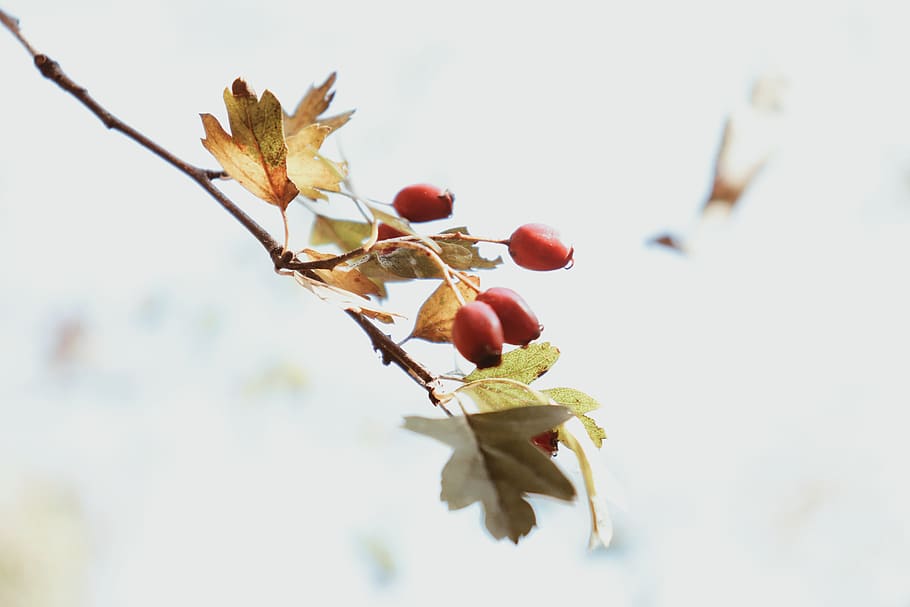 red berries, leaf, plant, bird, animal, food, tree, fruit, cherry HD wallpaper