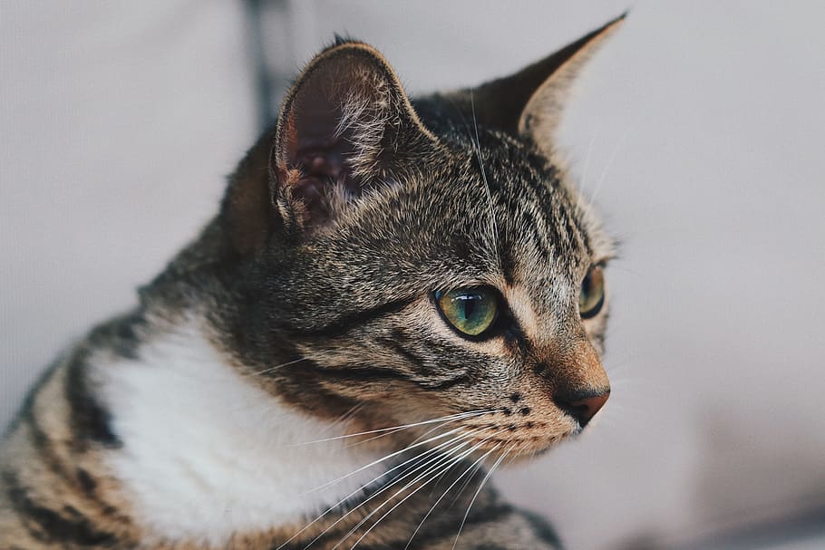cat, kitty, cute, pets, one animal, domestic, mammal, animal themes HD wallpaper