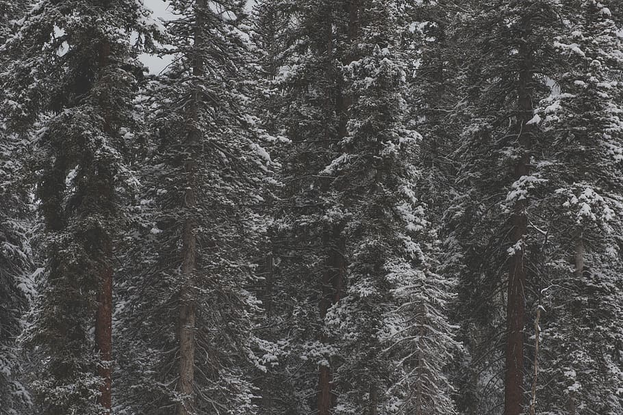 trees, green, forest, woods, snow, cold, weather, white, brown HD wallpaper