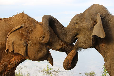 sri lanka, elephants, animal themes, group of animals, mammal HD wallpaper