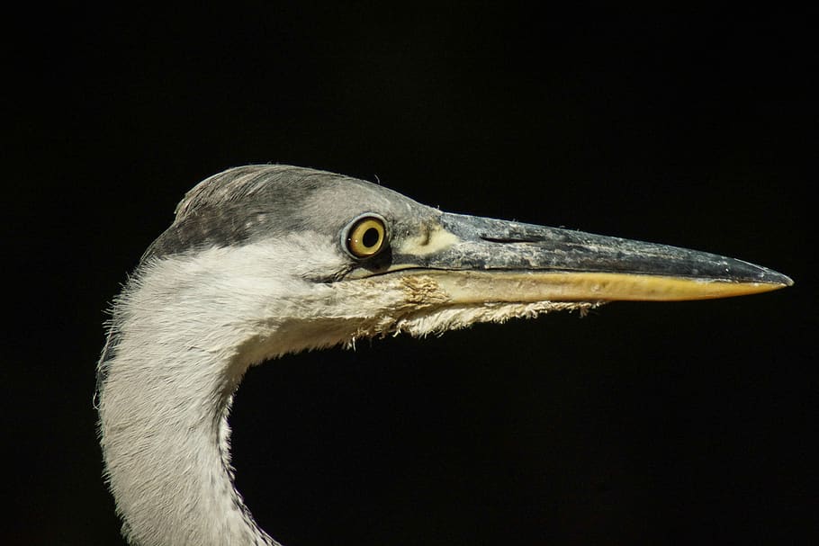 heron, ave, peak, plumage, portrait, animal themes, one animal HD wallpaper