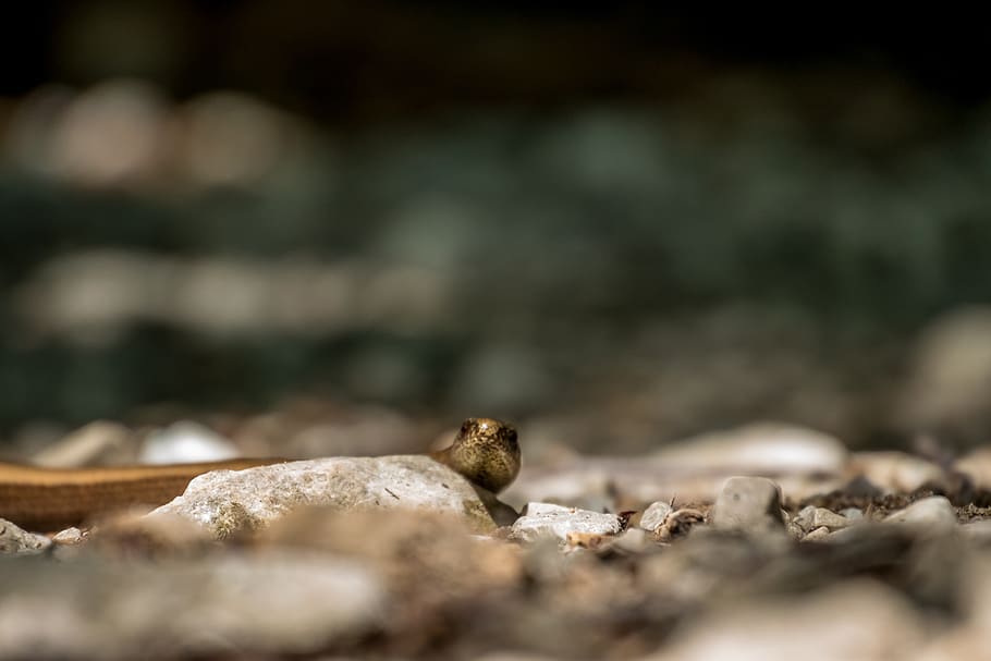 animals, slow worm, reptile, lizard, animal world, hiking, close up HD wallpaper