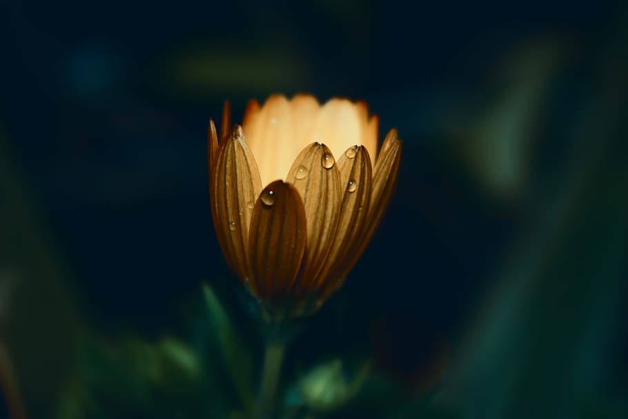 Yellow Daisy Flower in Closeup Photo, african daisy, beautiful, HD wallpaper