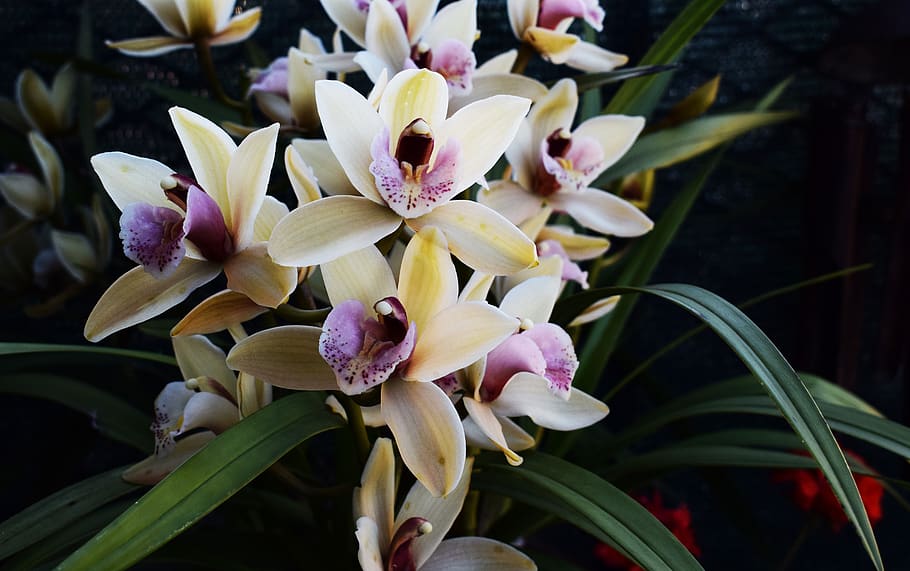 flowers, spring, flowering plant, petal, beauty in nature, vulnerability HD wallpaper