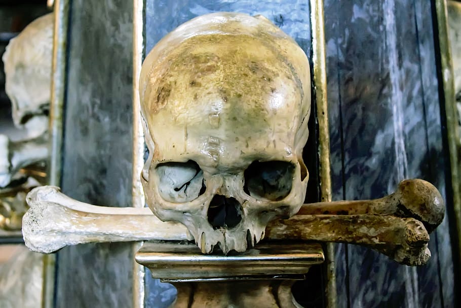 skull, dead, bones, human skeleton, close-up, human skull, body part HD wallpaper