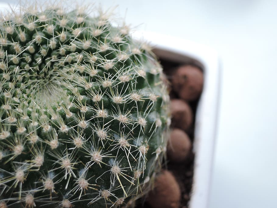 cactus, barb, green, scratchy, plant, needles, indoor, vegetation HD wallpaper