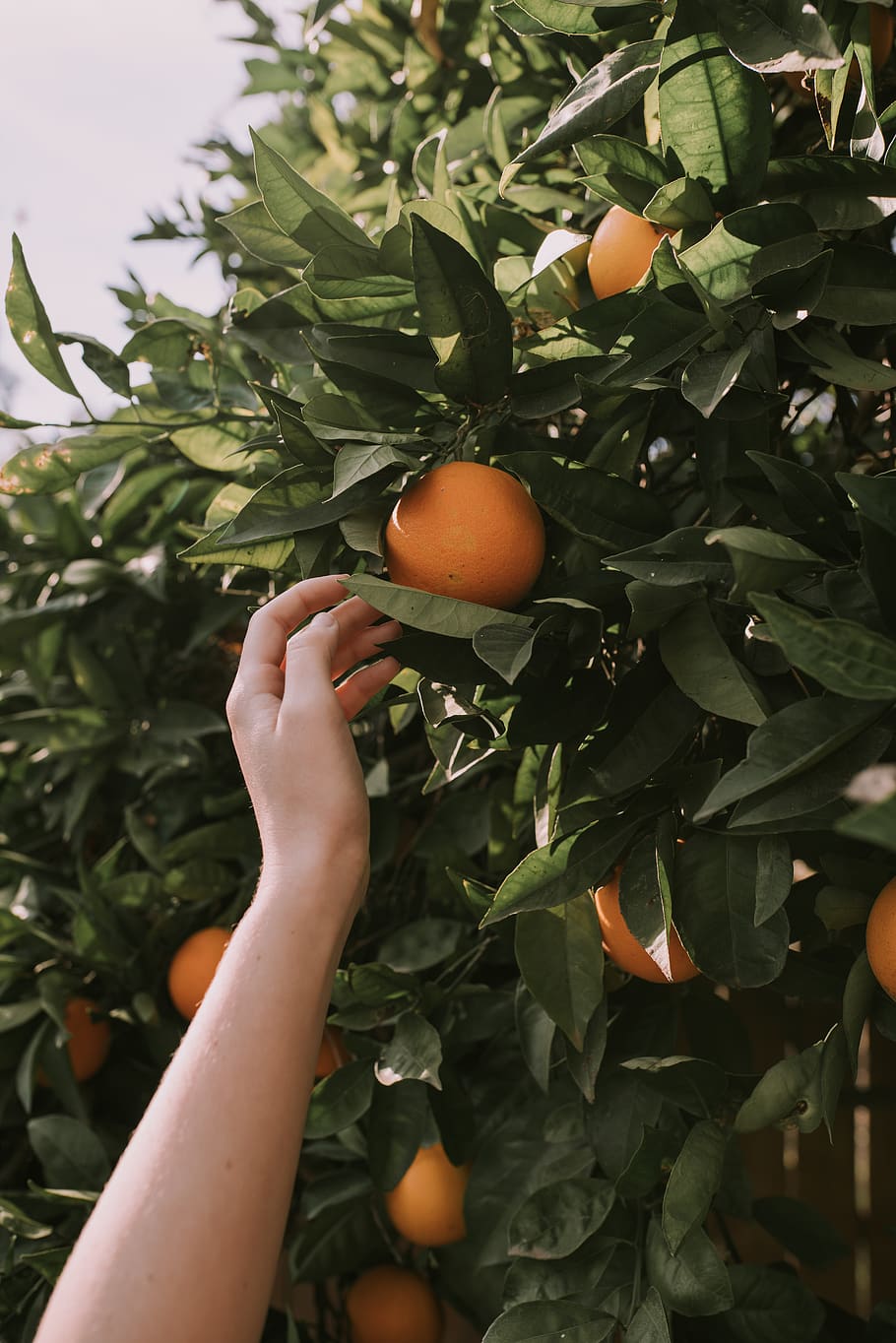 orange fruits, food and drink, healthy eating, leaf, plant part HD wallpaper