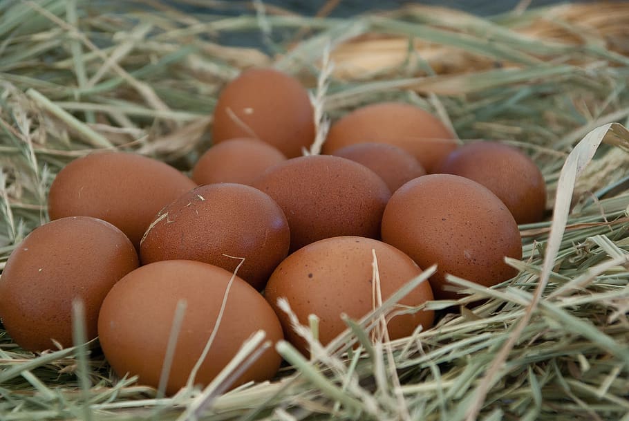 eggs, straw, nest, hen, food, food and drink, brown, nature HD wallpaper