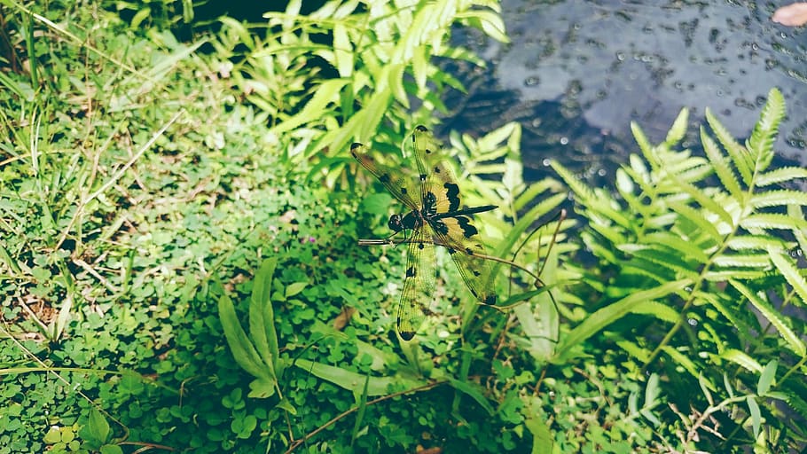 green leafed plant, grass, fern, dragonfly, blend, outdoor, sunlight HD wallpaper