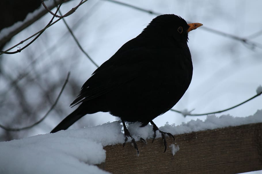 blackbird, winter bird, backlighting, night bird, garden bird HD wallpaper
