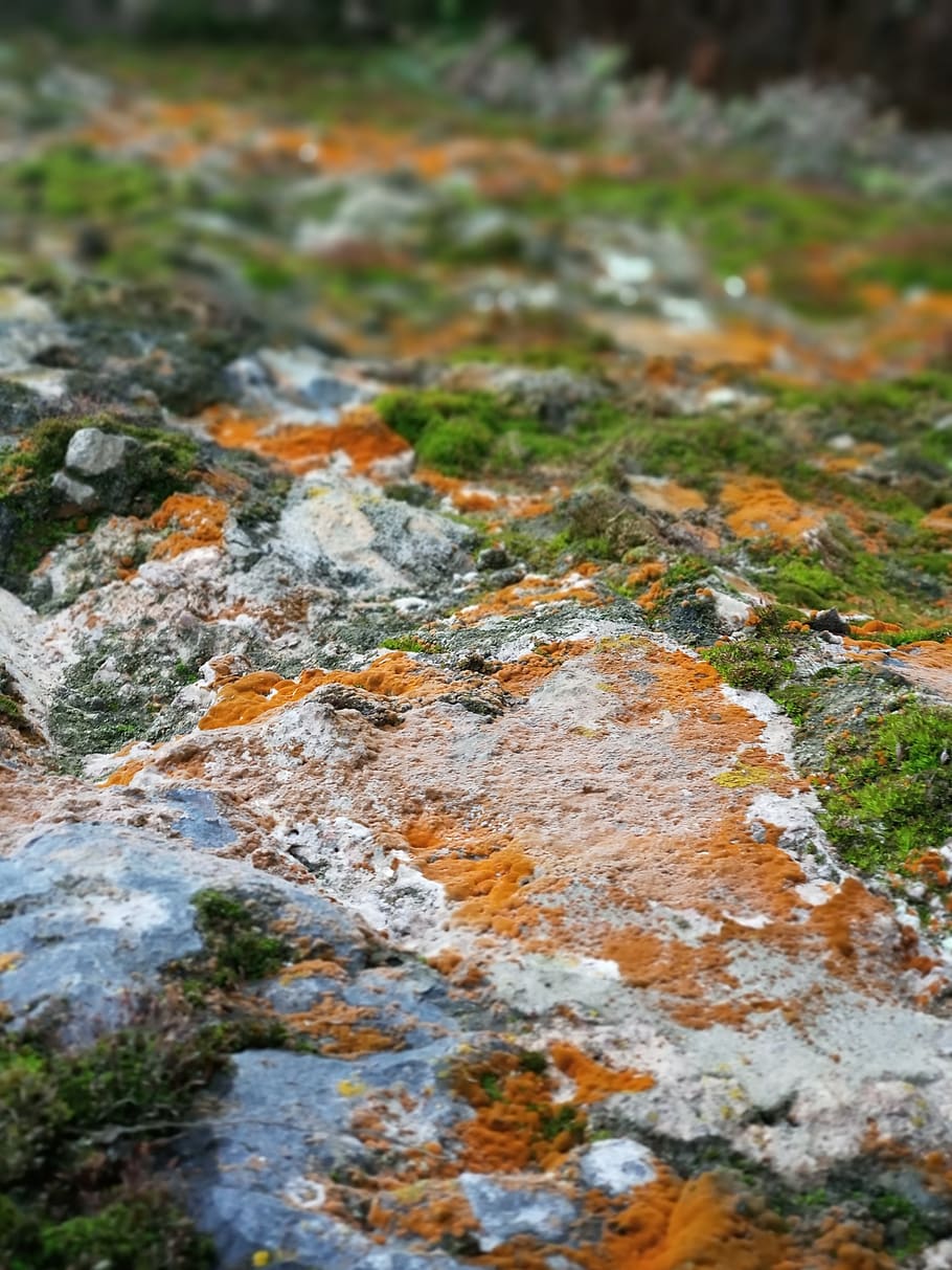 Depth of Field Photograph of Green and Brown Mosses, color, environment HD wallpaper