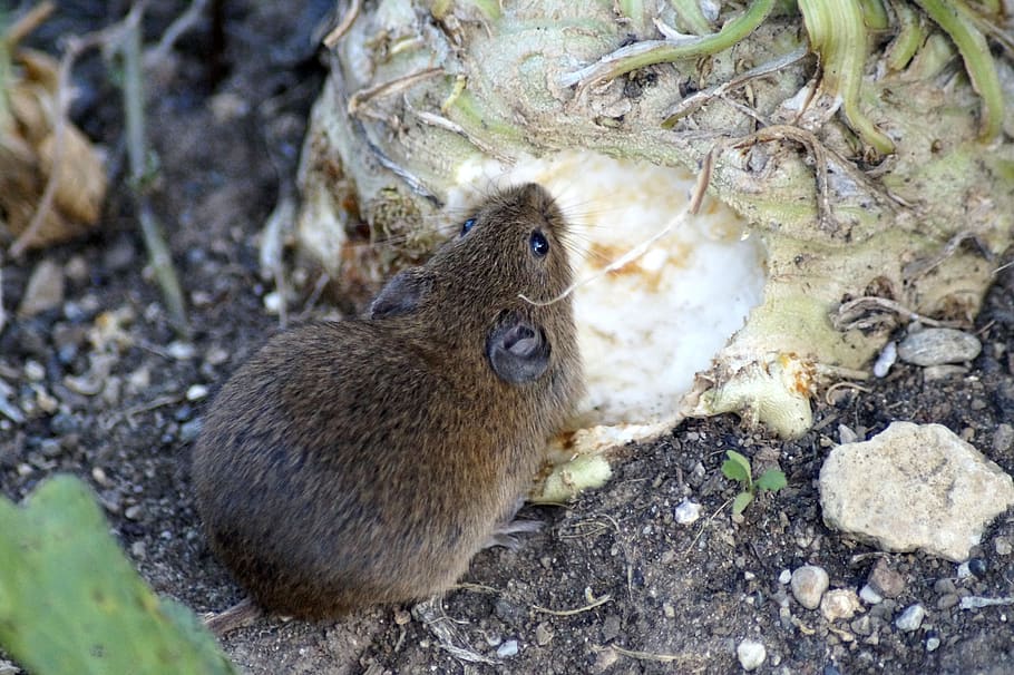 mouse, field mouse, wood mouse, celery, eat, food, eat rodent HD wallpaper