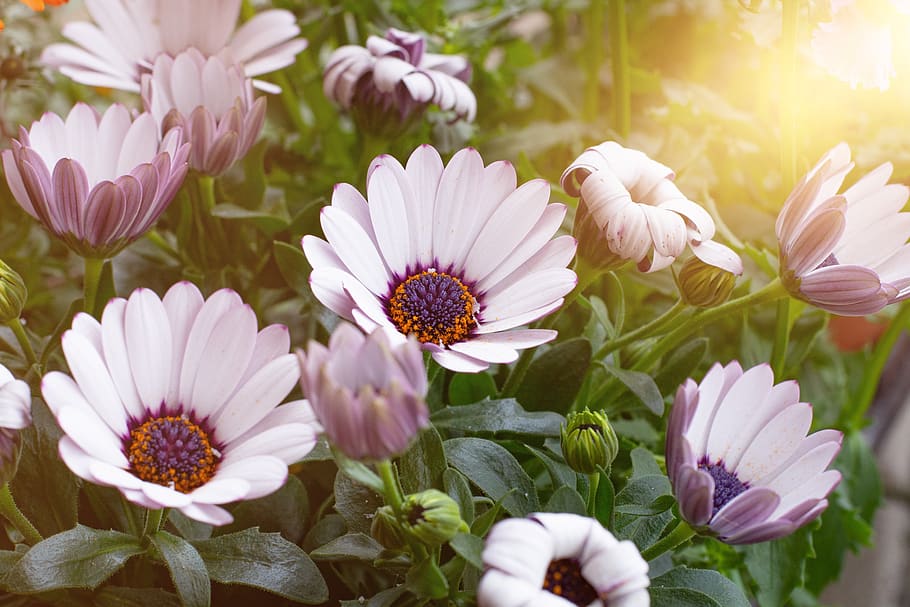 flowers, white, spring, nature, plant, spring flowers, garden HD wallpaper