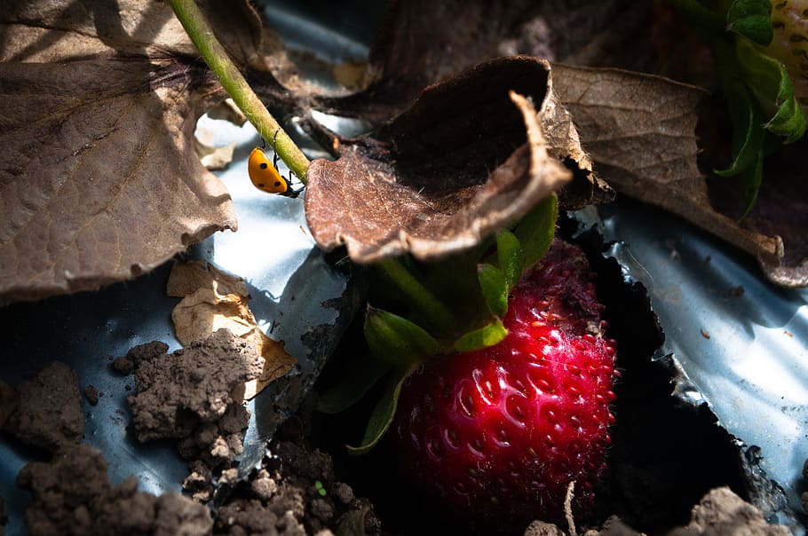ladybug, strawberry, nature, food, no people, food and drink HD wallpaper