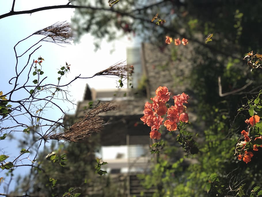 spain, málaga, plant, flower, flowering plant, growth, tree HD wallpaper