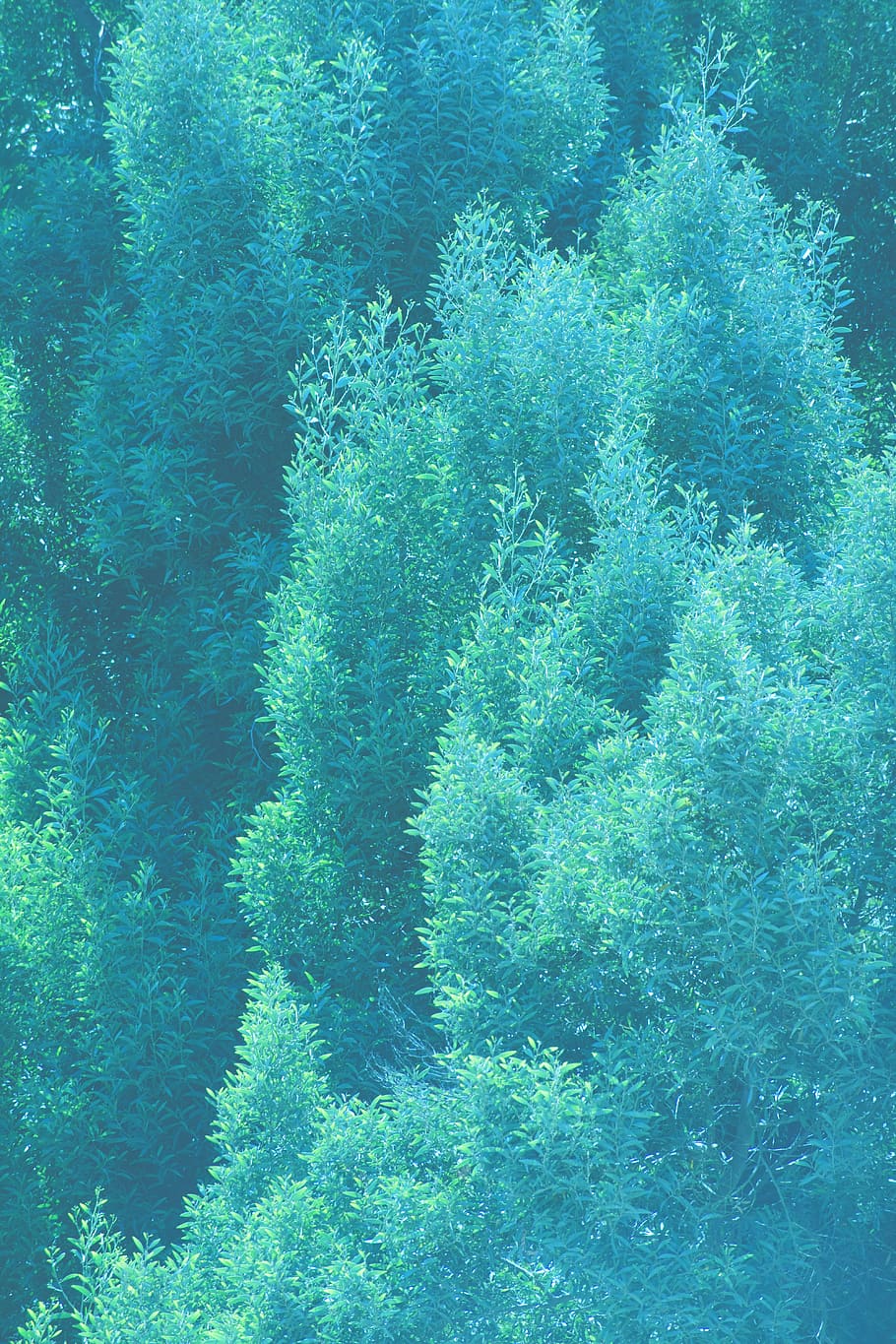 india, doddabetta peak, trees, blue, cyan, leaves, water, underwater HD wallpaper