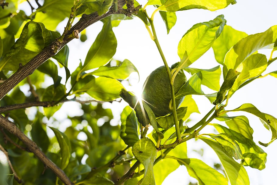 spain, calvià, bush, leaf, sky, lime, flare, lens, sun, tree HD wallpaper