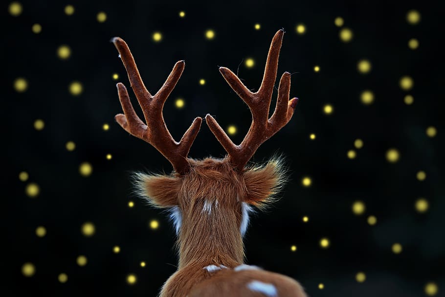 fallow deer, hart, fireflies, light, brown, animal, forest HD wallpaper