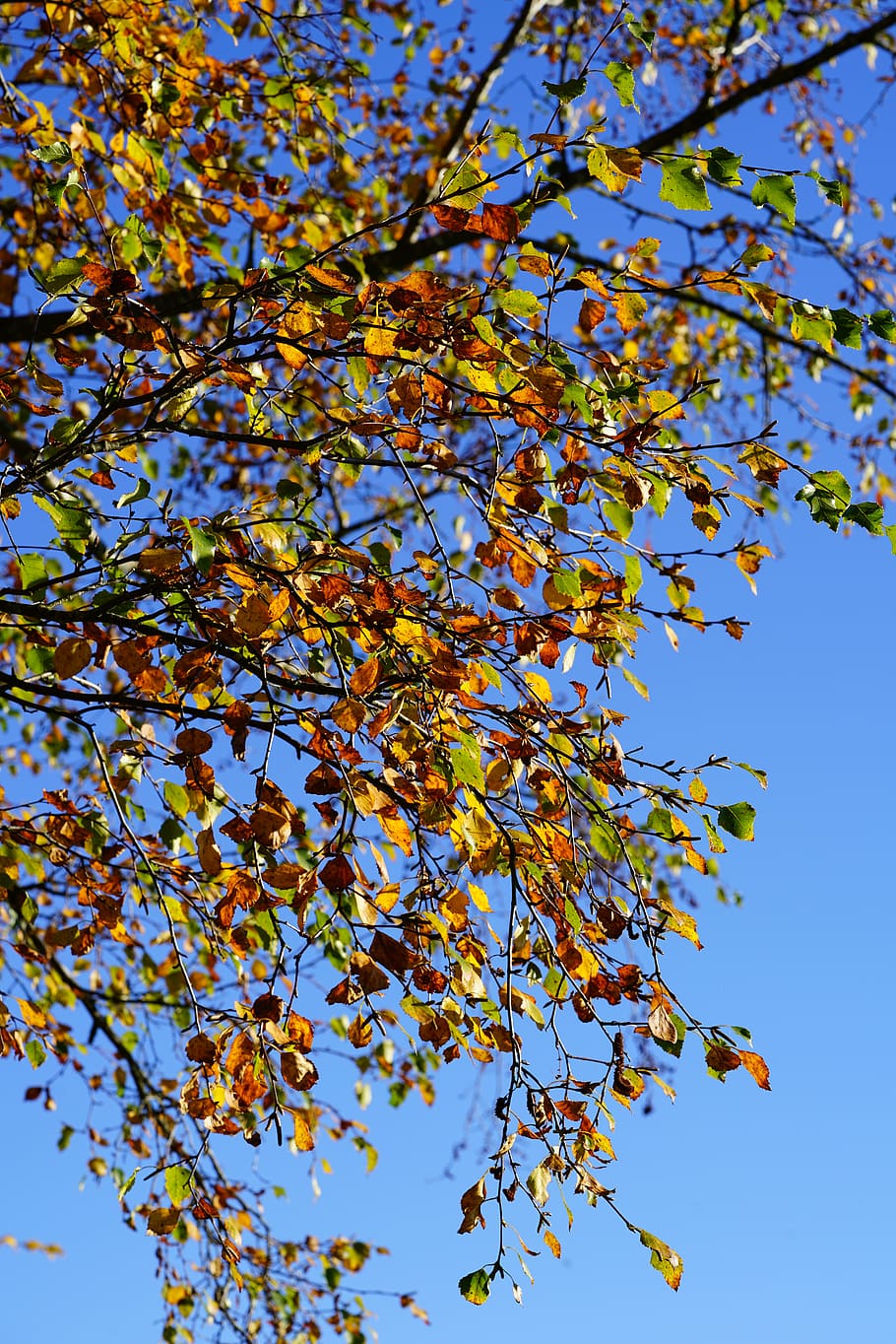 firs, leaves, autumn, october, low angle view, sky, tree, plant HD wallpaper