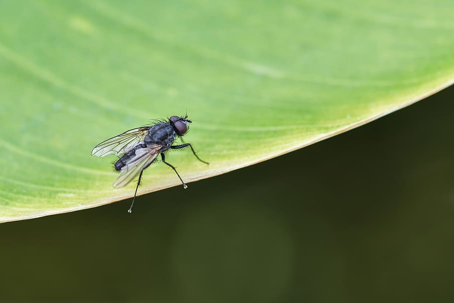 fly, insect, leaf, green, macro, housefly, invertebrate, one animal HD wallpaper