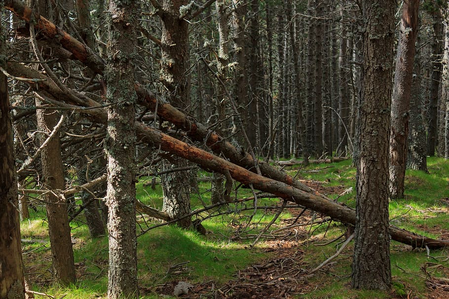 trees, forest, light, dead trees, dry, dense, nature, silence HD wallpaper