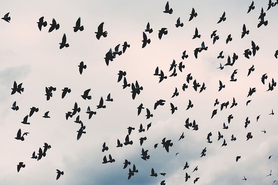 sky, clouds, nature, birds, flying, animal, large group of animals HD wallpaper