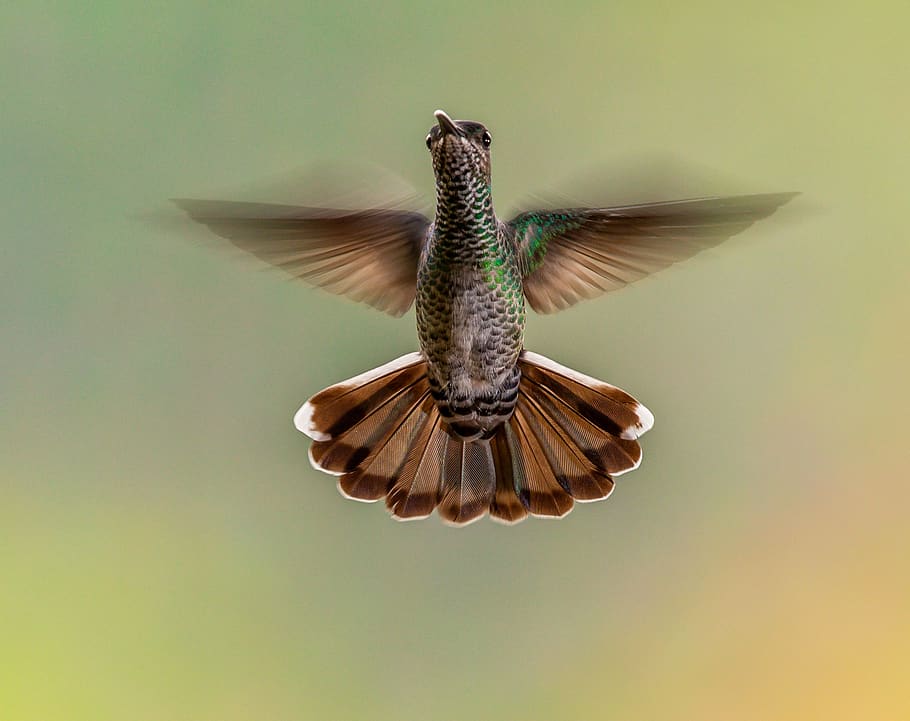 flying brown bird, spread wings, animal themes, one animal, animal wildlife HD wallpaper