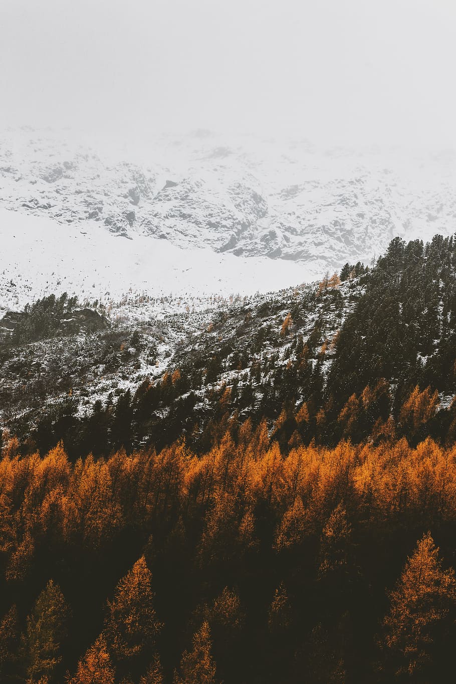 mountains with snow, nature, winter, fall, autumn, plant, beauty in nature HD wallpaper
