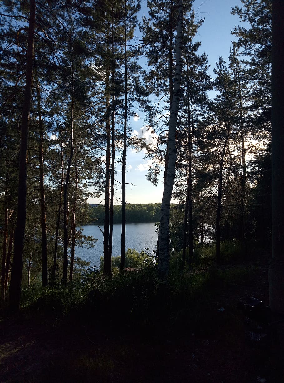 trees, river, forest, sun, volga, russia, plant, water, land HD wallpaper