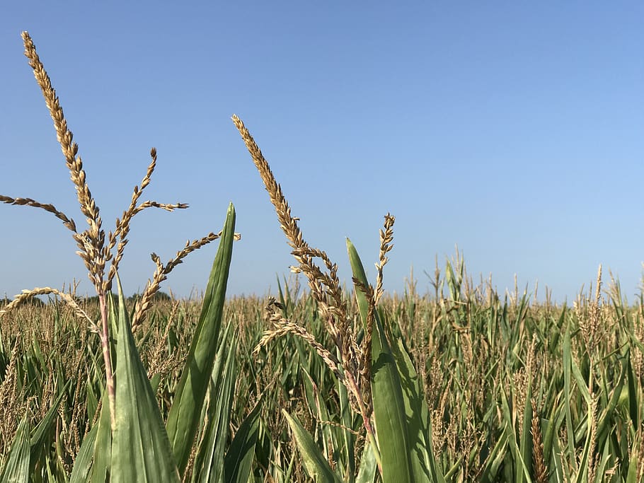 corn, growth, plant, sky, tranquility, beauty in nature, field HD wallpaper