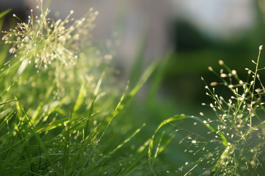 particles, fruit, green, lawn, plant, growth, beauty in nature HD wallpaper