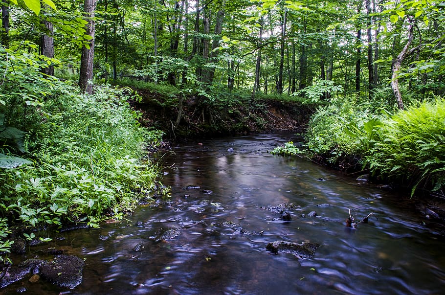 trees, creek, forest, green, lake, nature, plant, water, tranquility HD wallpaper