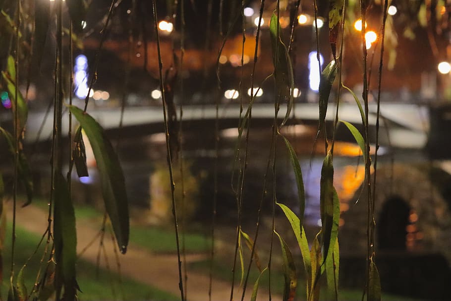 willow tree, bridge, night, bokeh, focus on foreground, illuminated HD wallpaper