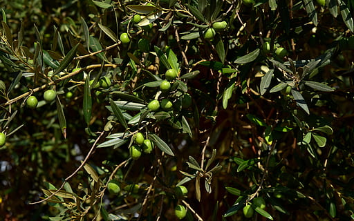 olive tree, crown, olives, branch, green, background, ripe HD wallpaper