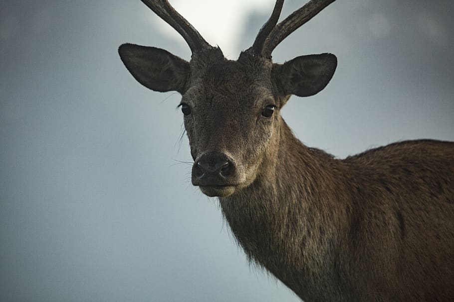 brown deer, wildlife, animal, mammal, elk, antler, antelope, england HD wallpaper