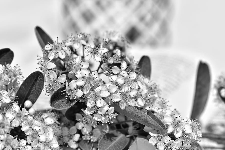 flowers, white, spring, bloom, petals, blossom, nature, plant HD wallpaper