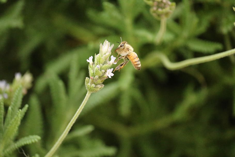 insect, bee, flower, fly, field, nature, animal themes, plant HD wallpaper