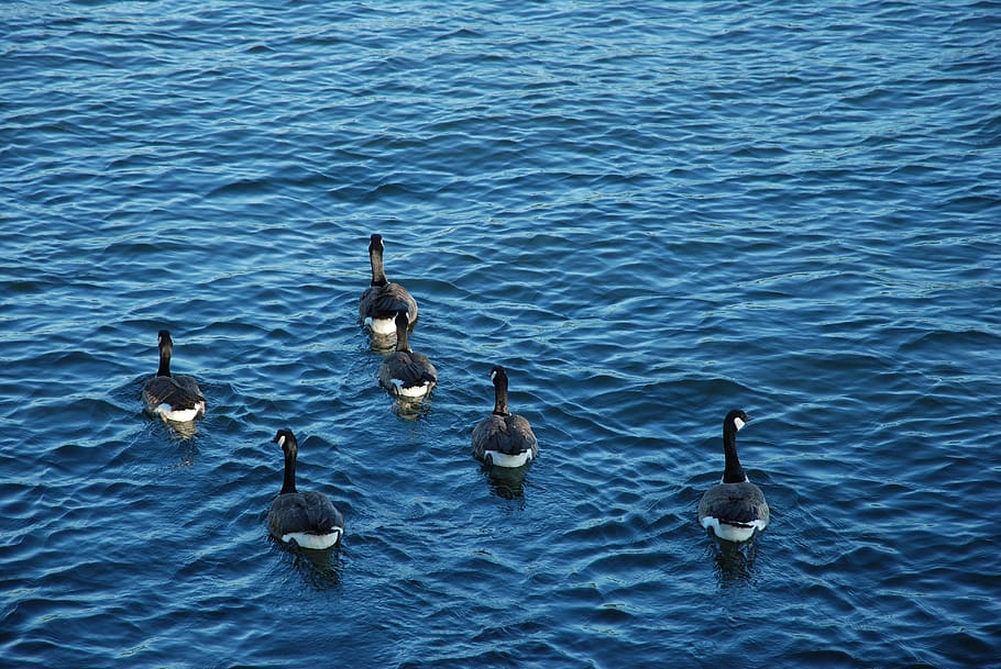 coquitlam, canada, blue, sunset, calm, geese, vancouver, avian HD wallpaper