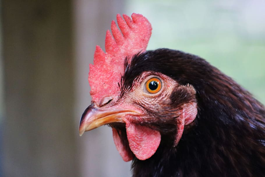 chicken, comb, farm, poultry, bird, feather, livestock, bill, HD wallpaper